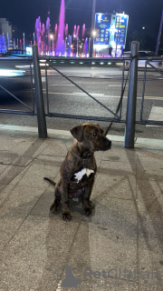 Photo №2 to announcement № 123320 for the sale of american bully - buy in Serbia breeder