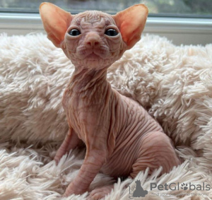Photo №1. sphynx-katze - for sale in the city of West Palm Beach | 300$ | Announcement № 89625