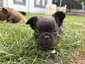 Photo №3. Adorables chiots Bouledogue Français à vendre. France