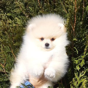 Photo №1. german spitz - for sale in the city of Kursk | 25000$ | Announcement № 1686