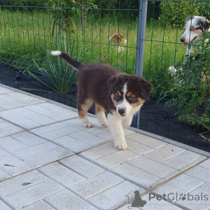 Photo №2 to announcement № 161171 for the sale of non-pedigree dogs - buy in Germany private announcement