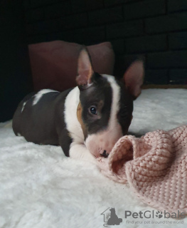 Additional photos: Miniature Bull Terrier (FCI)