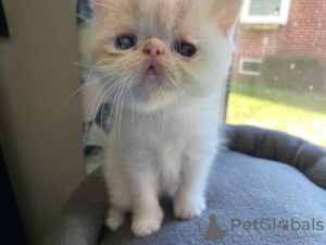 Photo №1. exotic shorthair - for sale in the city of Gelsenkirchen | negotiated | Announcement № 129160