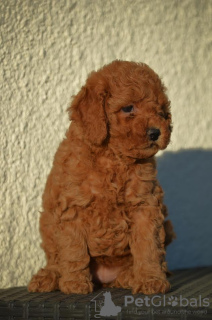 Photo №4. I will sell poodle (royal) in the city of Mladenovac. breeder - price - negotiated