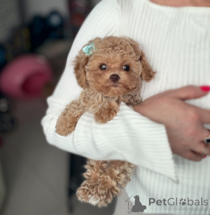 Photo №1. maltipu - for sale in the city of Vitebsk | 1652$ | Announcement № 165523