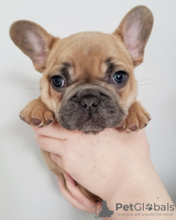 Photo №2 to announcement № 99436 for the sale of french bulldog - buy in United States breeder