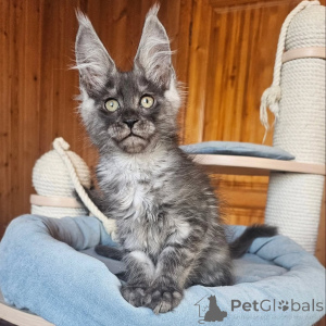 Photo №2 to announcement № 156993 for the sale of maine coon - buy in Finland private announcement