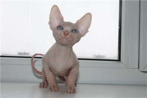 Photo №3. Buy a Canadian girl in cream color. Belarus