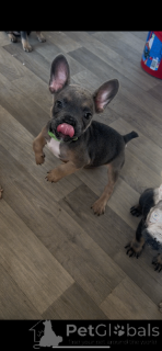 Photo №2 to announcement № 166433 for the sale of french bulldog - buy in United Kingdom private announcement