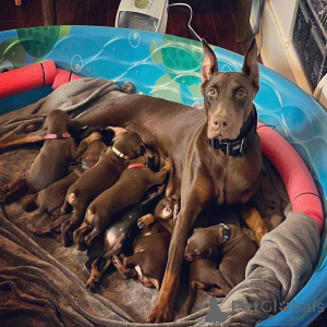 Photo №4. I will sell dobermann in the city of Aalborg. private announcement, breeder - price - 723$