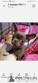 Photo №1. chihuahua - for sale in the city of Иваново | 808$ | Announcement № 8701