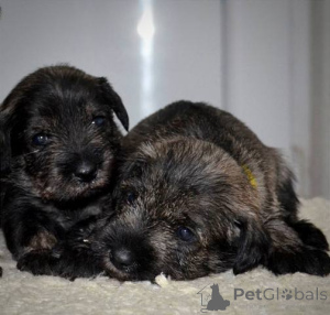 Photo №2 to announcement № 139175 for the sale of standard schnauzer - buy in Serbia 