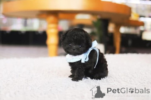 Photo №3. Dean Janet Kay puppies house. United States