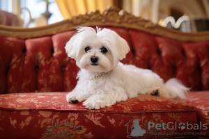 Photo №1. maltese dog - for sale in the city of Airlie Beach | Is free | Announcement № 108700