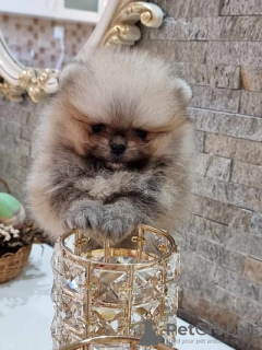 Photo №1. pomeranian - for sale in the city of Loznica | negotiated | Announcement № 70680