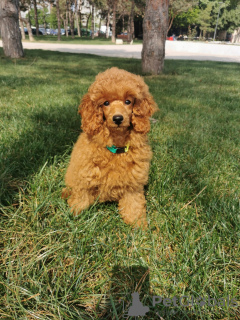 Photo №1. poodle (toy) - for sale in the city of Belgrade | negotiated | Announcement № 99572