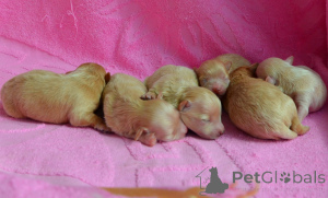 Photo №2 to announcement № 167463 for the sale of maltipu - buy in Ukraine from nursery