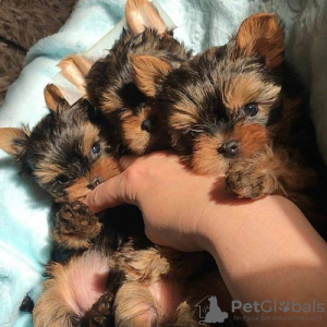 Photo №1. yorkshire terrier - for sale in the city of Sabah Al Nasser | negotiated | Announcement № 133807