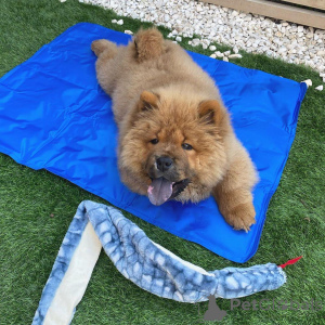 Photo №1. chow chow - for sale in the city of Aqua | 650$ | Announcement № 172214