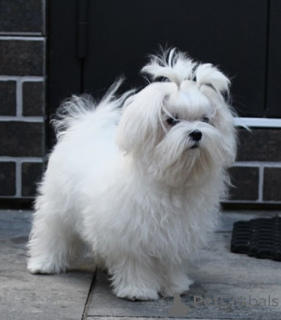 Photo №2 to announcement № 151863 for the sale of maltese dog - buy in Ukraine 
