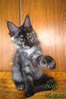 Photo №4. I will sell maine coon in the city of St. Petersburg. private announcement, from nursery, breeder - price - 426$