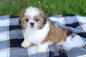 Photo №1. shih tzu - for sale in the city of Aalst | 370$ | Announcement № 124190