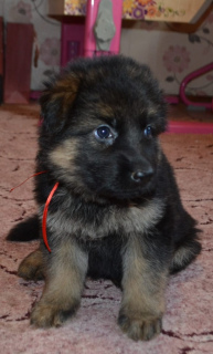 Photo №4. I will sell german shepherd in the city of Voronezh. private announcement - price - negotiated