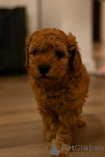 Additional photos: RED dwarf poodle puppies for sale