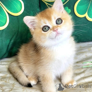 Photo №1. british shorthair - for sale in the city of Harrogate | negotiated | Announcement № 173828