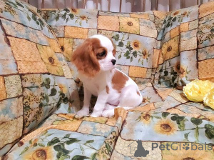 Photo №1. cavalier king charles spaniel - for sale in the city of Tbilisi | negotiated | Announcement № 172150