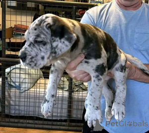 Photo №4. I will sell cane corso in the city of Aalborg. private announcement, breeder - price - 1$