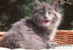 Photo №1. maine coon - for sale in the city of Фискари | Is free | Announcement № 128593