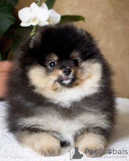 Photo №1. pomeranian - for sale in the city of White church | 320$ | Announcement № 8919