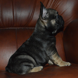 Photo №3. French bulldog puppies. Belarus
