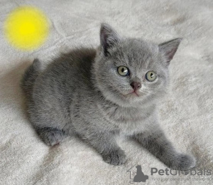 Photo №1. british shorthair - for sale in the city of Berlin | negotiated | Announcement № 87383