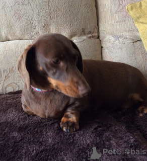 Photo №1. dachshund - for sale in the city of Munich | 317$ | Announcement № 69751