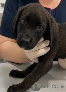 Photo №1. non-pedigree dogs - for sale in the city of Moscow river | Is free | Announcement № 158392