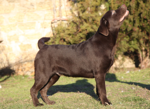 Photo №4. I will sell labrador retriever in the city of Kherson. breeder - price - 892$