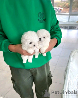 Photo №2 to announcement № 138641 for the sale of bichon frise - buy in United States breeder