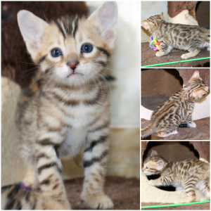 Photo №4. I will sell bengal cat in the city of Minsk. from nursery - price - 300$