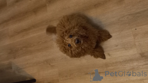 Photo №2 to announcement № 145970 for the sale of poodle (dwarf) - buy in Poland private announcement