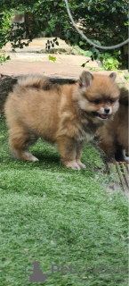 Photo №1. pomeranian - for sale in the city of Афины | 449$ | Announcement № 13434