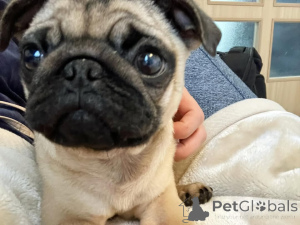 Photo №2 to announcement № 140568 for the sale of  - buy in Germany 