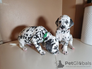 Photo №1. dalmatian dog - for sale in the city of Helsinki | 537$ | Announcement № 10964
