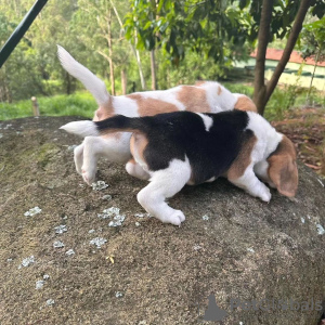 Photo №3. beagle puppies. Germany