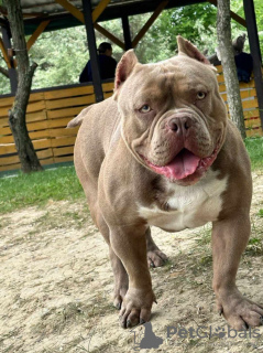 Additional photos: American Bully Dream