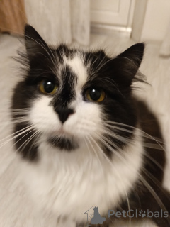 Photo №3. A young cat named Fiona is looking for a home!. Russian Federation