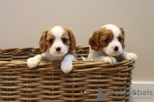 Photo №1. cavalier king charles spaniel - for sale in the city of Denver | 300$ | Announcement № 110704