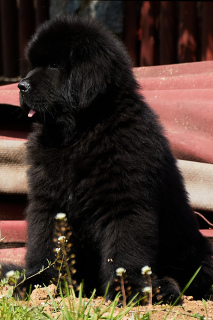 Photo №1. newfoundland dog - for sale in the city of Нетешин | 1128$ | Announcement № 7109