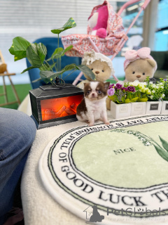 Photo №3. Charming Chihuahua Puppies Perfect Little Companions. Germany